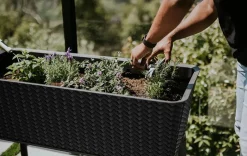 Garden Beds><noscript><img width=