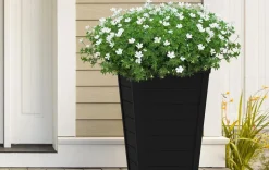 Planters><noscript><img width=