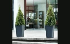 Planters><noscript><img width=